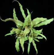 Cryptanthus cf. beuckeri 'Rusty Spoon' SEL1987-3E3 Espirito Santo - Tropiflora