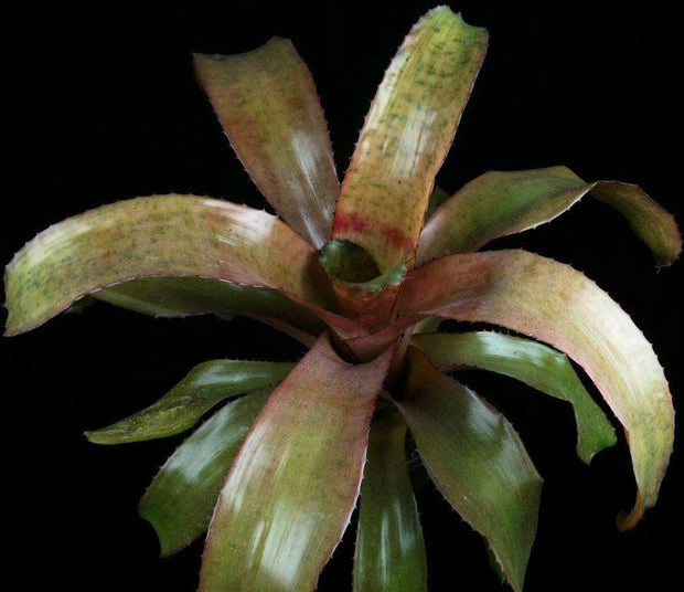 Neoregelia gigas x retrorsa - Tropiflora