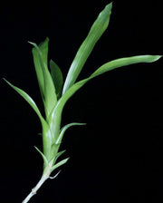 Araeococcus parviflorus 'Green Form' - Tropiflora