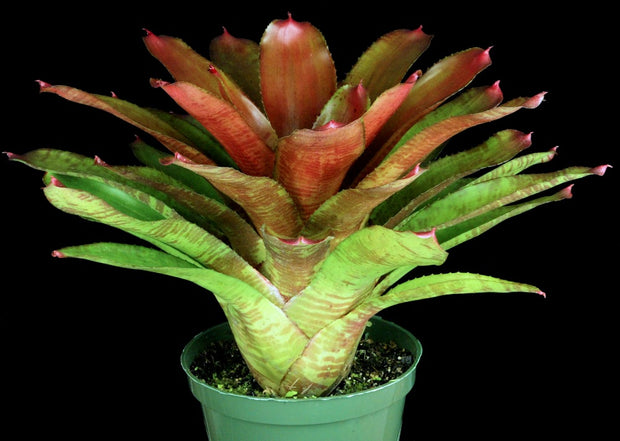 Neoregelia 'Bar-B-Q'