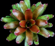 Neoregelia 'Bar-B-Q'