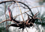 Tillandsia paucifolia