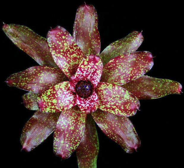 Neoregelia 'Bubblicious' - Tropiflora