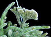 Rhipsalis baccifera ssp. horrida 'Crested' - Tropiflora