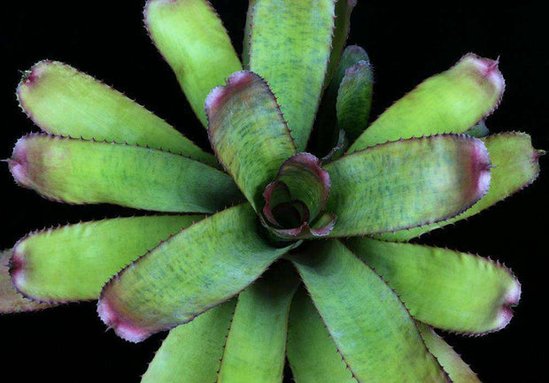 Neoregelia viridovinosa - Tropiflora