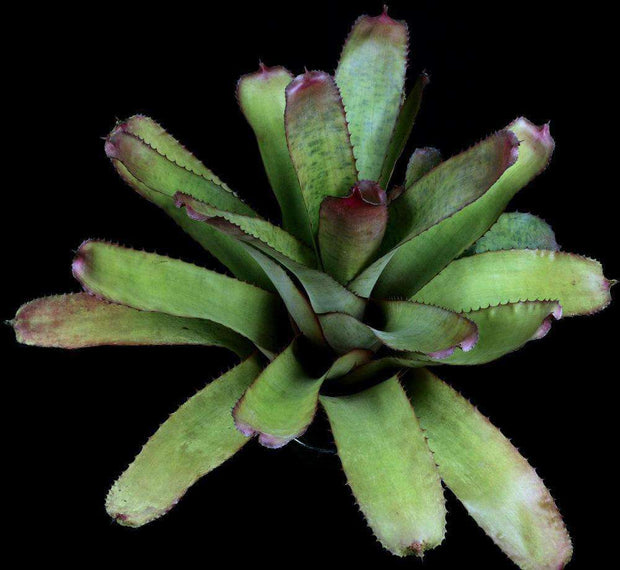 Neoregelia viridovinosa - Tropiflora