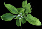 Cryptanthus beuckeri Large Green Form - Tropiflora