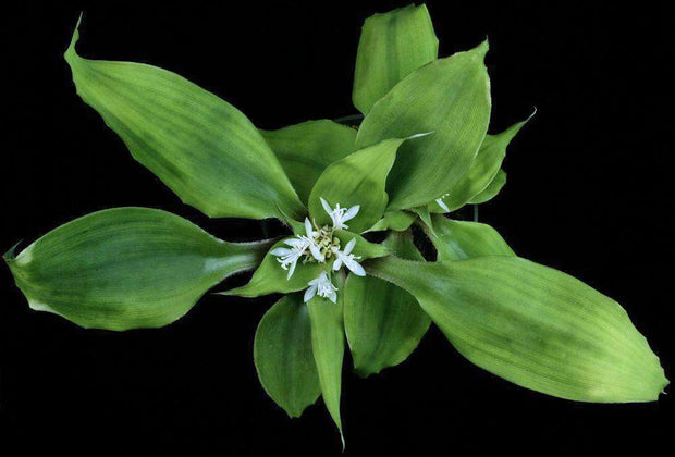 Cryptanthus beuckeri Large Green Form - Tropiflora