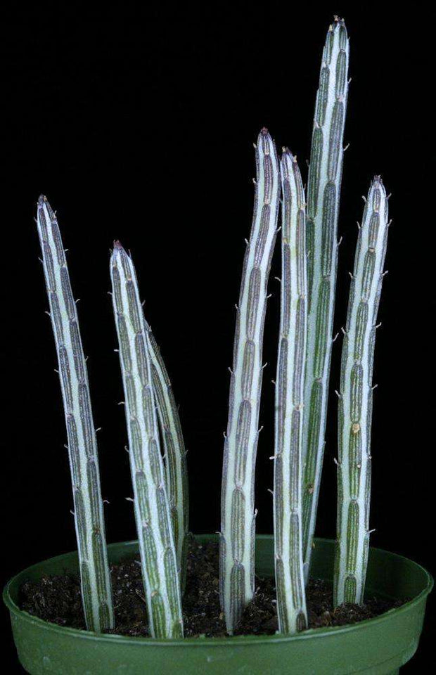 Senecio stapelioides - Tropiflora