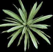 Quesnelia arvensis Striated - Tropiflora