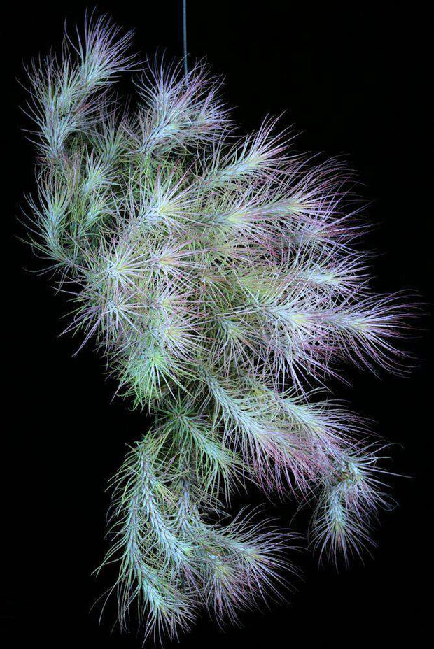 Tillandsia funckiana clone #12 - Tropiflora