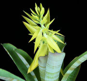 Aechmea 'Yellow Ghost' - Tropiflora