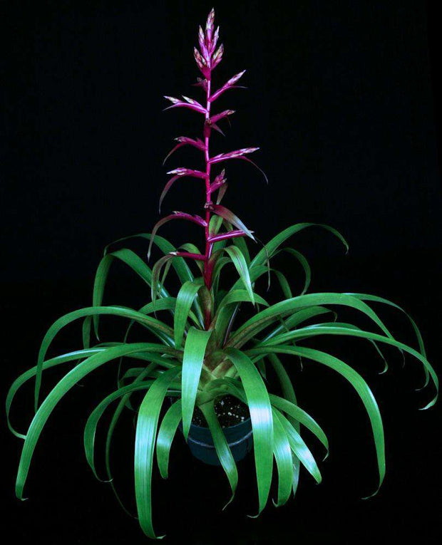 Tillandsia 'Avanti' - Tropiflora