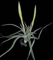 Tillandsia lotteae