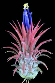 Tillandsia 'Veronica's Gem'