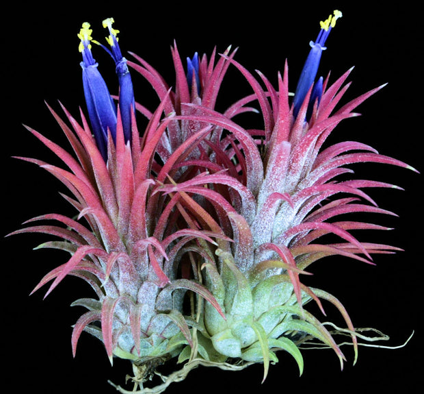 Tillandsia 'Veronica's Gem'