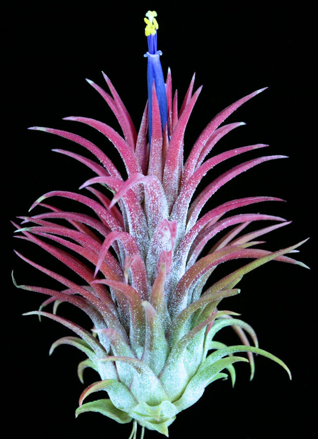 Tillandsia 'Veronica's Gem'