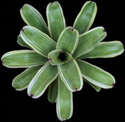 Neoregelia 'Big Bubba' - Tropiflora