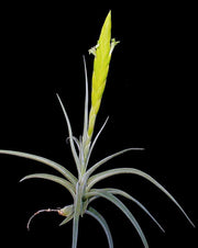 Tillandsia lotteae