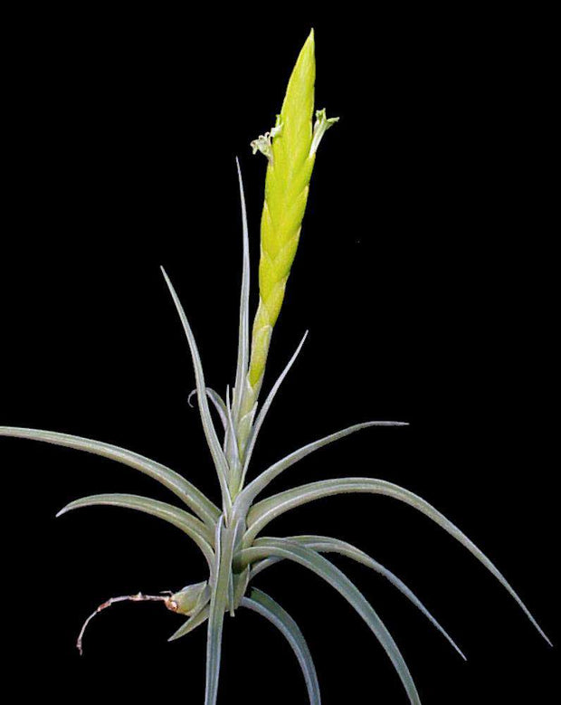 Tillandsia lotteae