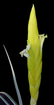 Tillandsia lotteae – Tropiflora