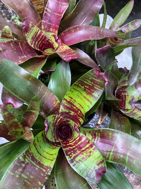 Neoregelia 'Maestra Vida' – Tropiflora