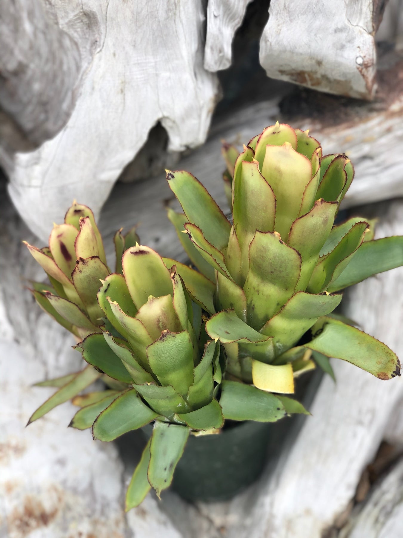 Quesnelia 'Ironclad' – Tropiflora