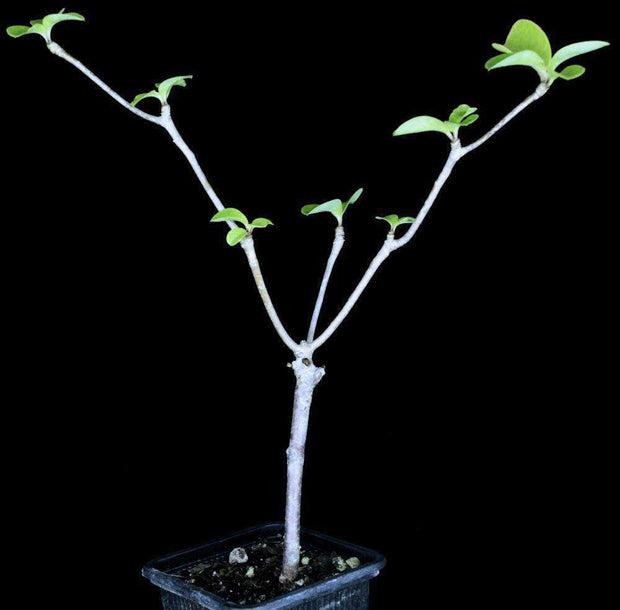 Euphorbia elliotii - Tropiflora
