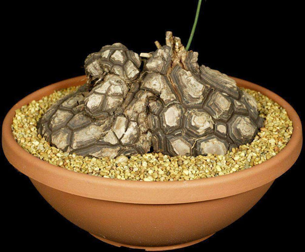 Dioscorea mexicana - Tropiflora