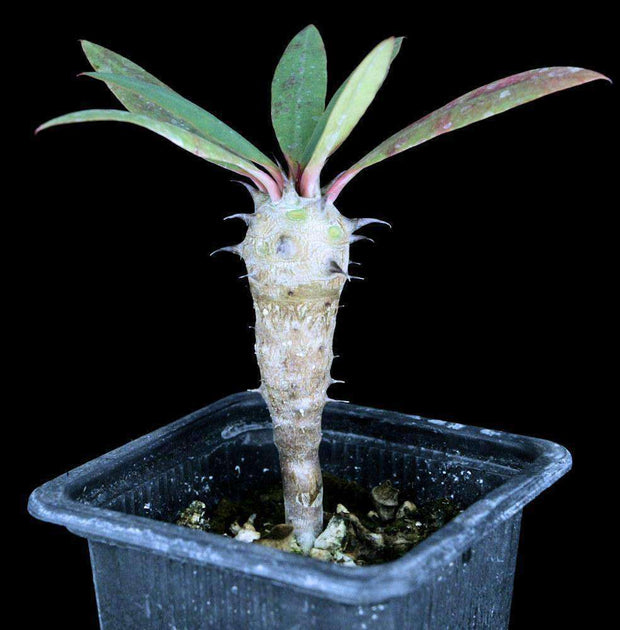 Euphorbia ambarivatoensis - Tropiflora