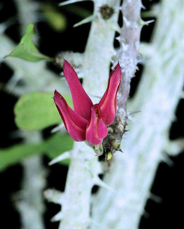 Euphorbia erythrocuculata - Tropiflora