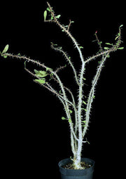 Euphorbia erythrocuculata - Tropiflora