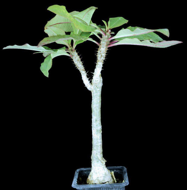 Euphorbia species 'Nova' aff. perrieri - Tropiflora