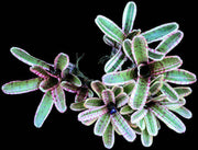Neoregelia 'Darter' - Tropiflora