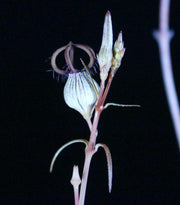 Ceropegia dimorpha - Tropiflora