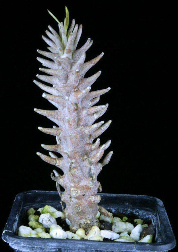 Ceropegia dimorpha - Tropiflora