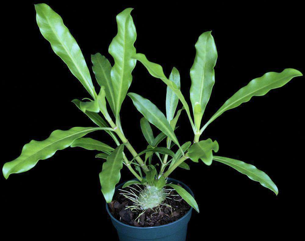 その他観葉植物 Myrmephytum selebicum Bukidnon Myrmephytum selebicum – Tropiflora
