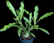 Myrmephytum selebicum - Tropiflora