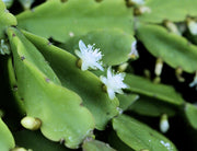 Rhipsalis agudoensis