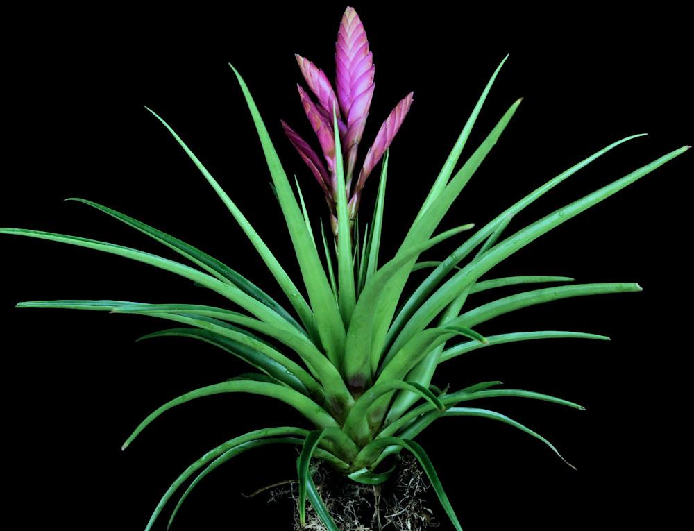 Tillandsia 'Amira' – Tropiflora
