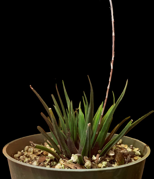Haworthia angustifolia