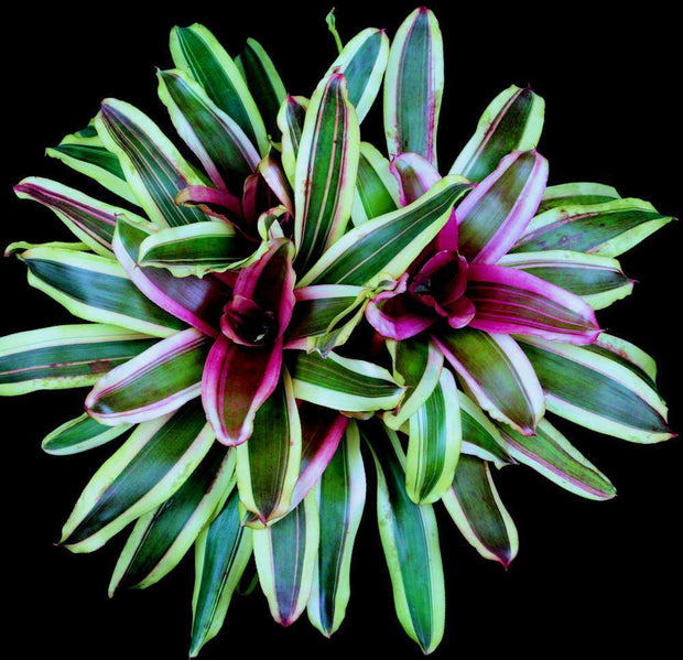 Neoregelia 'Soul Mate'