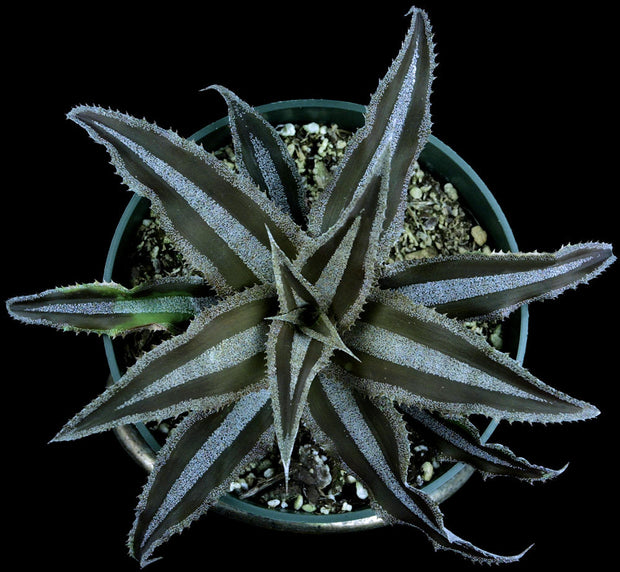 Cryptanthus lacerdae 'Menescal' upright form