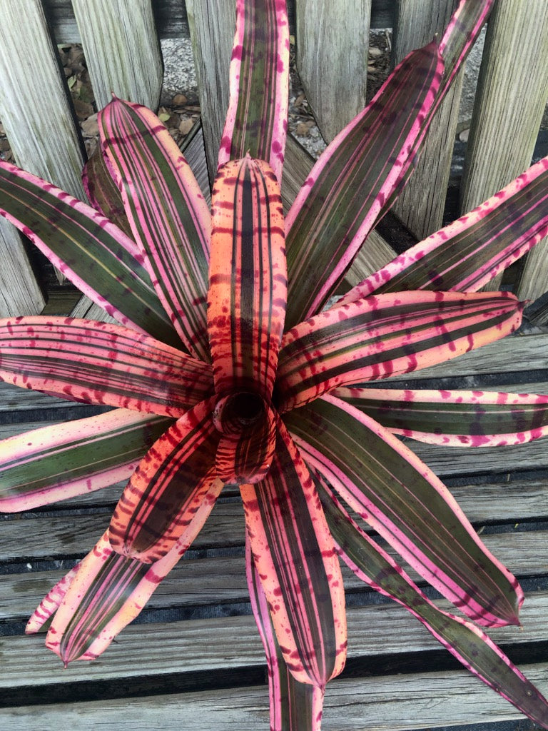 9385-2_Neoregelia_Electrified.