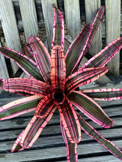 Neoregelia 'Electrified' – Tropiflora