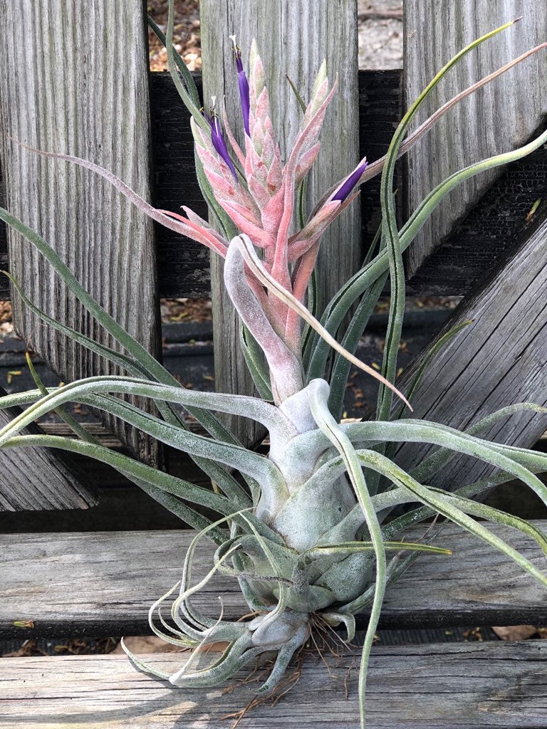Tillandsia 'Ty' – Tropiflora