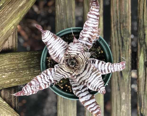Cryptanthus 'Chocolate Swirl'