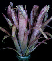 Billbergia 'Buried Treasure' - Tropiflora