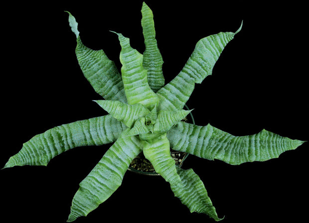 Cryptanthus 'Lime Sprite'