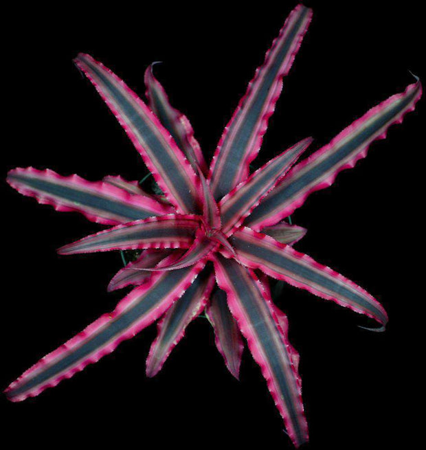 Cryptanthus 'Ruby Star' - Tropiflora